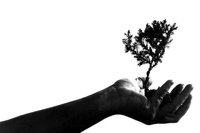 adult, bonsai, nature