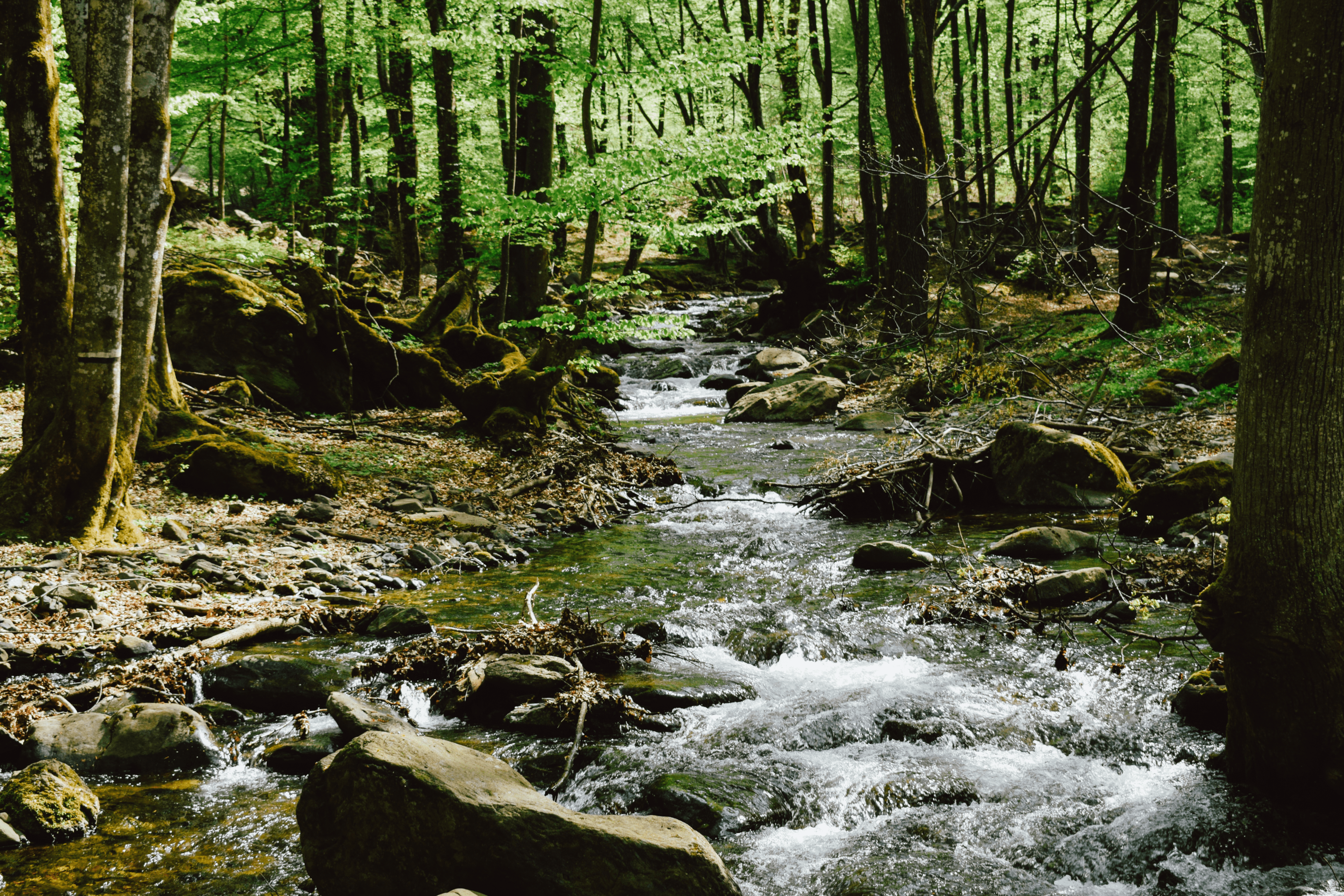 River, forest, stream.