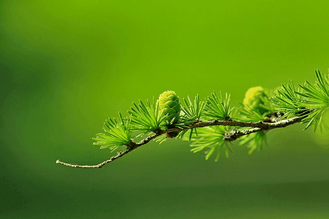 tree, branch, cones