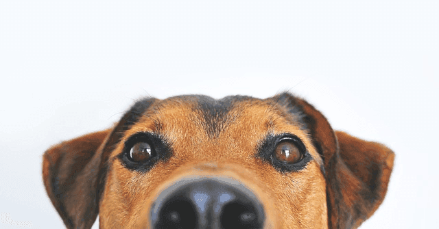 dog.