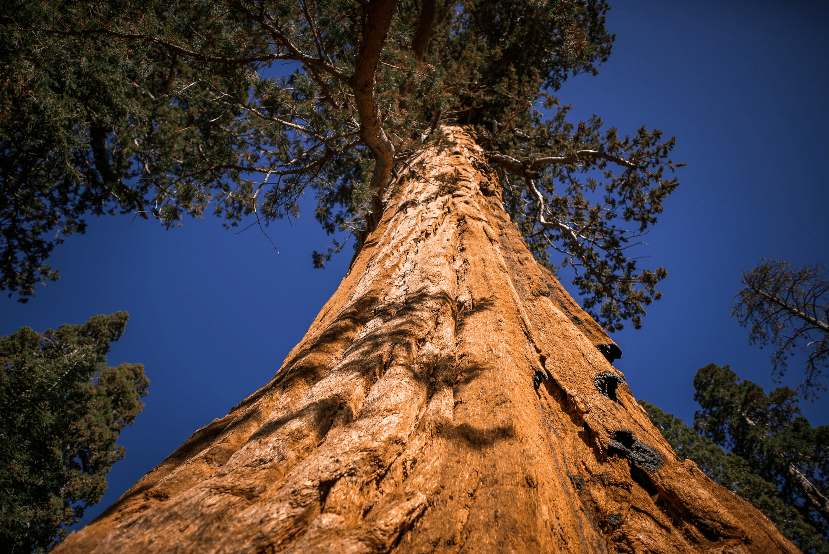 Tree.