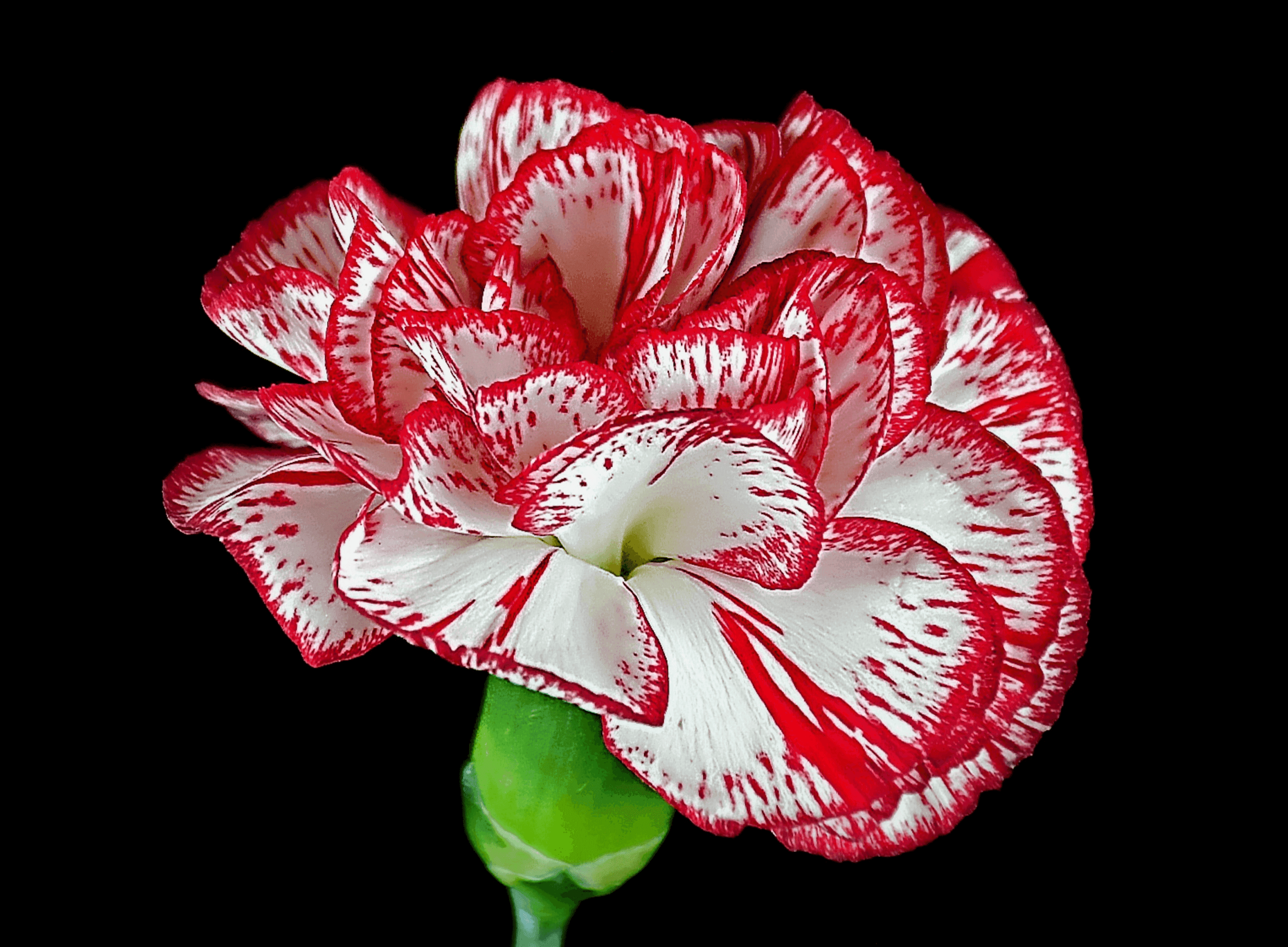Distinction, flower.