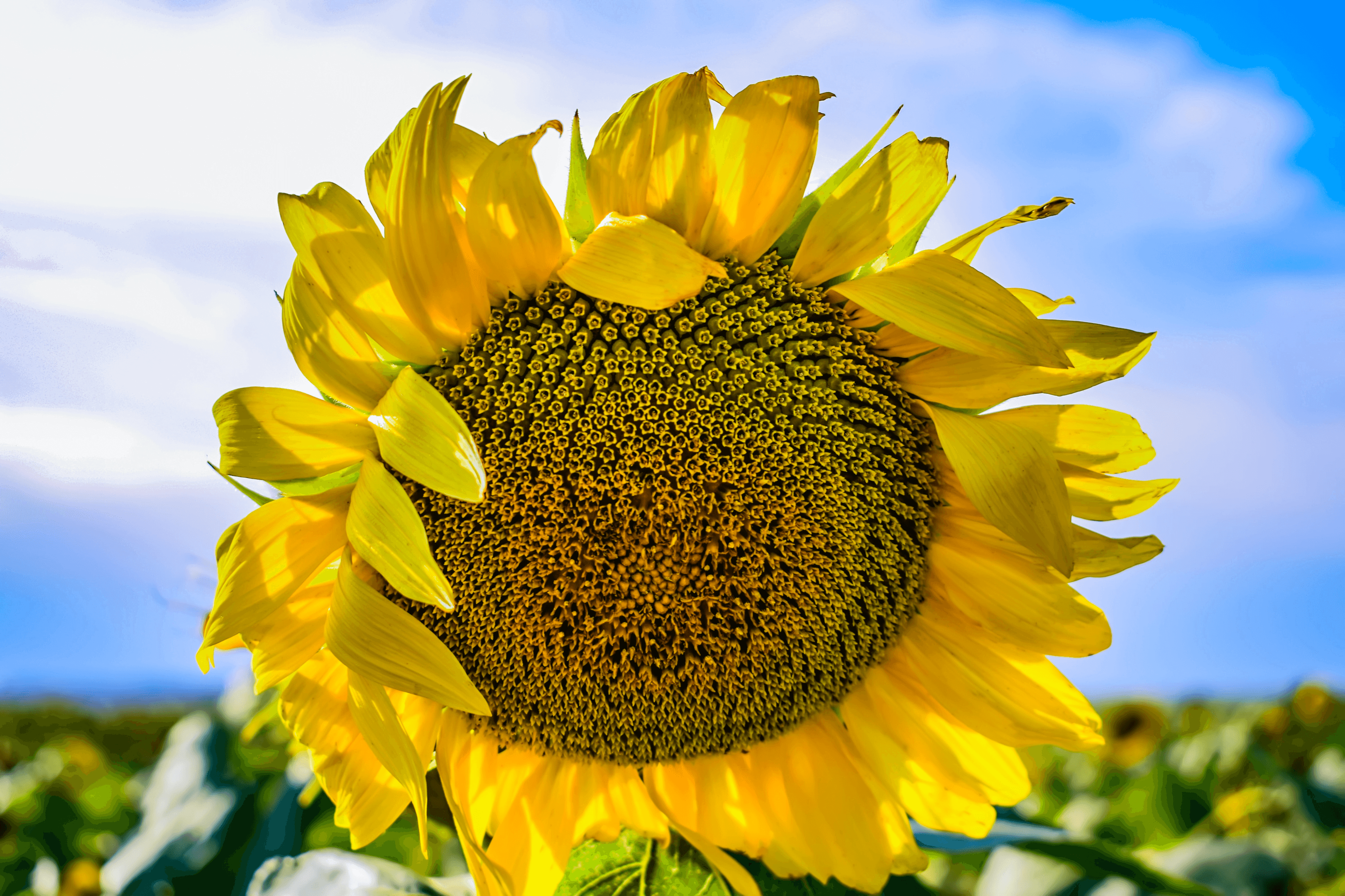 Sunflower.