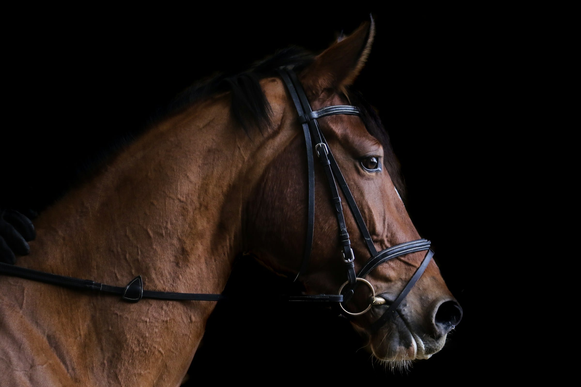 Close-up of a brown horse with bridle